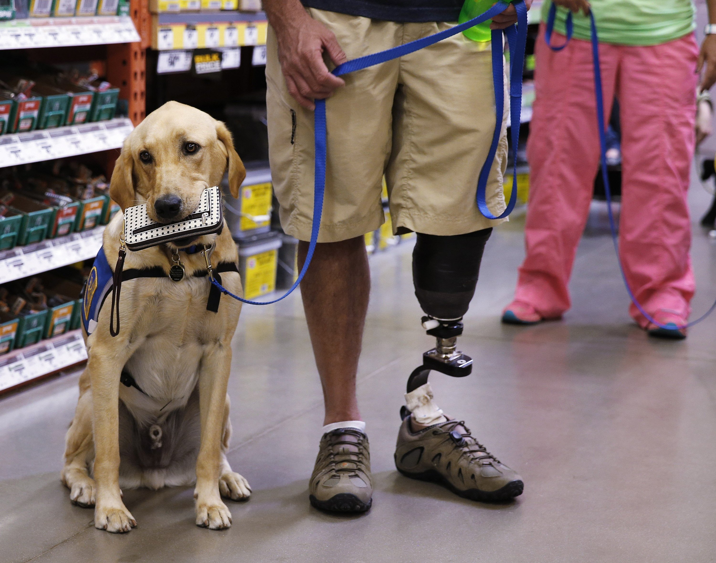 newsela-service-dogs-and-their-humans-have-a-special-bond