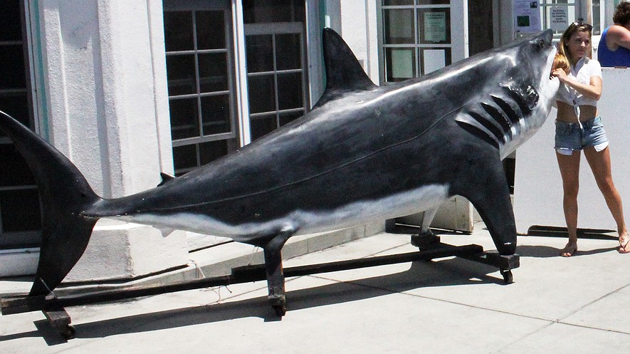 A visitor to the pier in Manhattan Beach, California, poses with a model of a great white shark outside an aquarium on July 6, 2014, the day after a juvenile white shark hooked by a fisherman bit a swimmer.
