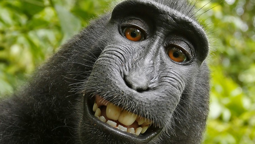 A macaque monkey named Naruto took this selfie in 2011 with a camera that was positioned by British nature photographer David Slater on the Indonesian island of Sulawesi.