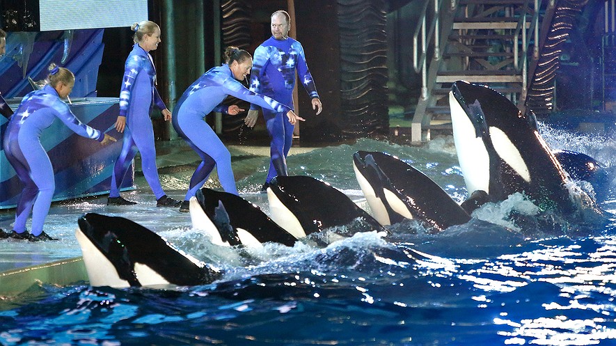 Los entrenadores de orcas dirigen a las ballenas durante una actuación de noche en SeaWorld, San Diego. Las orcas cautivas están en el centro de un debate sobre el bienestar de animales.