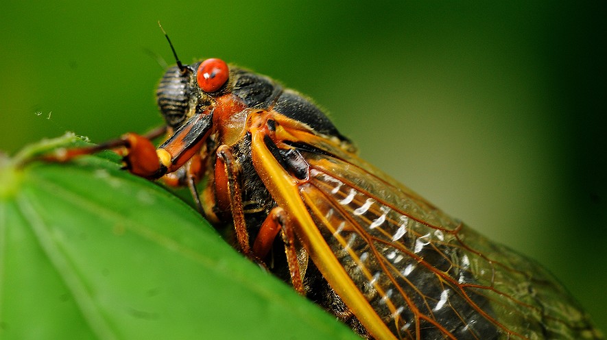 A 17-year cicada is shown in this May 16, 2013, file photo. The cicadas are coming again to big chunks of Ohio and West Virginia.