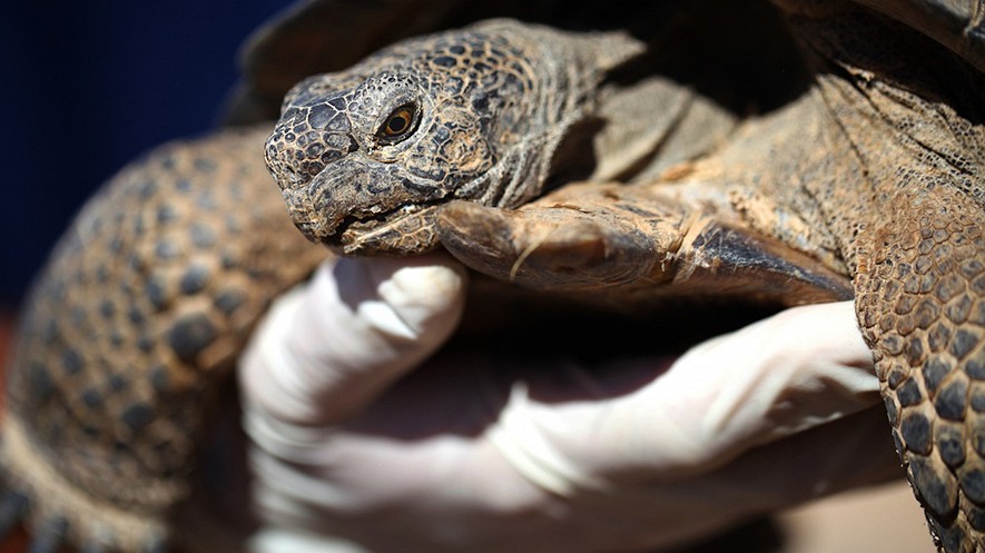 The Marines initially intended to airlift more than 1,100 desert tortoises away from a combat training site in California. After protests arose, that plan has been put on hold.