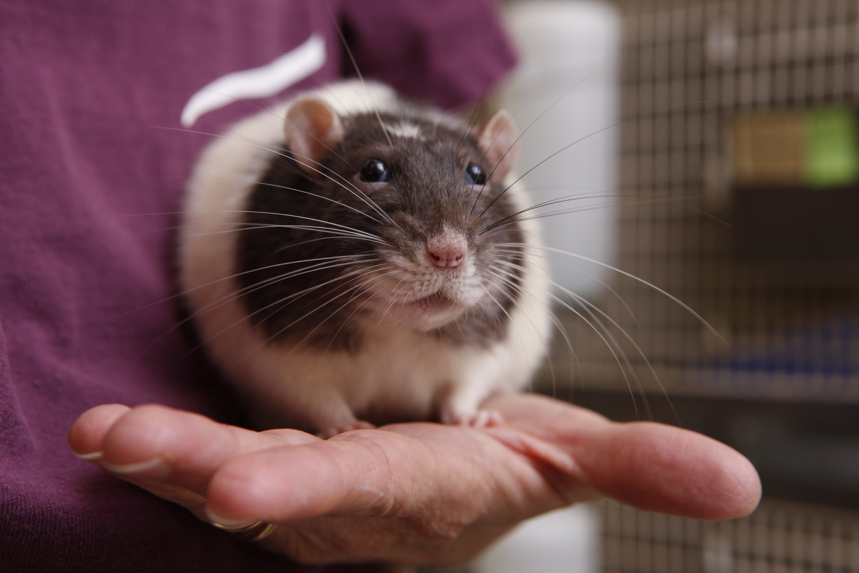 Newsela Scientists find that "happy" rats laugh when they are tickled