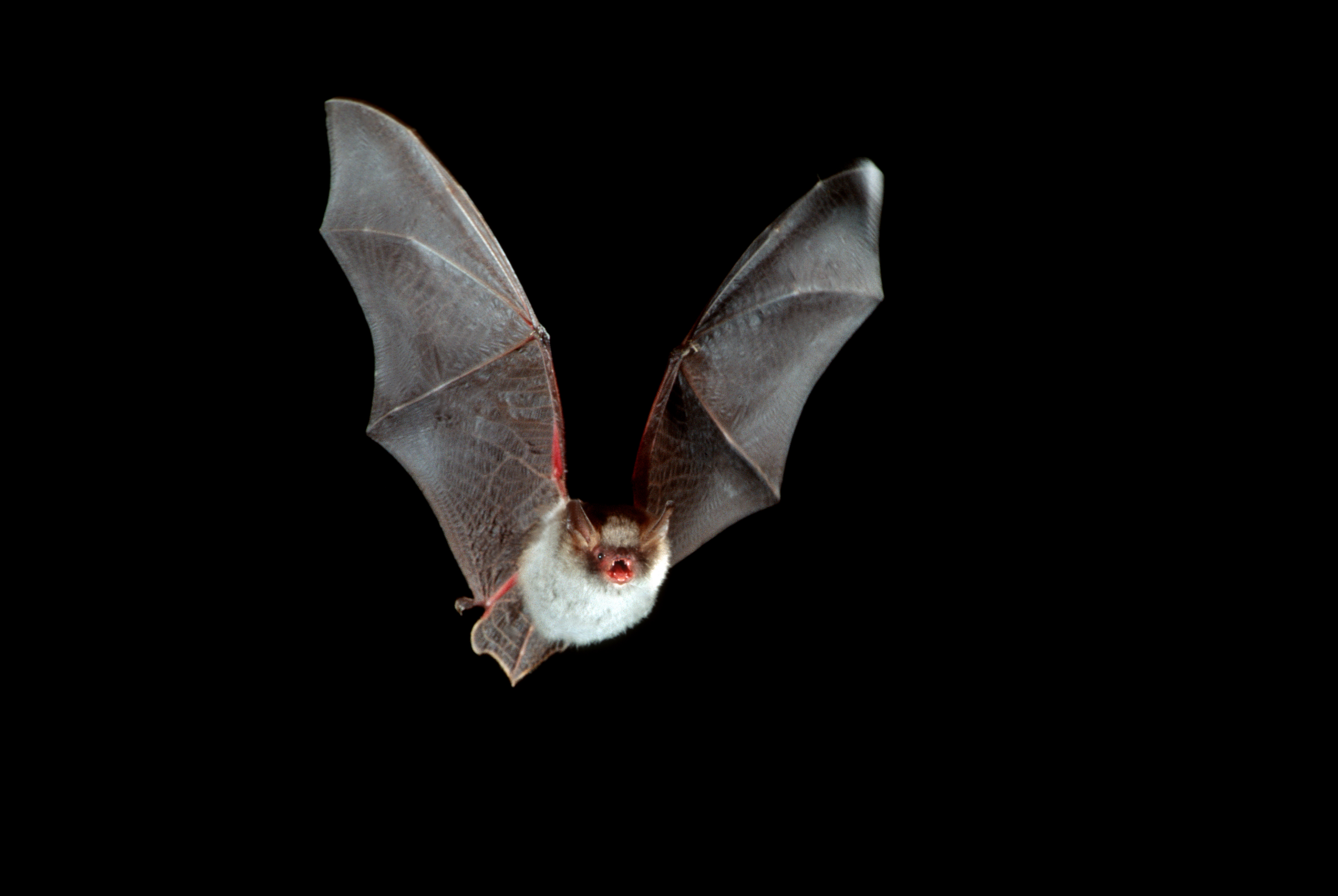 newsela everyday mysteries why do bats live in caves newsela everyday mysteries why do bats live in caves