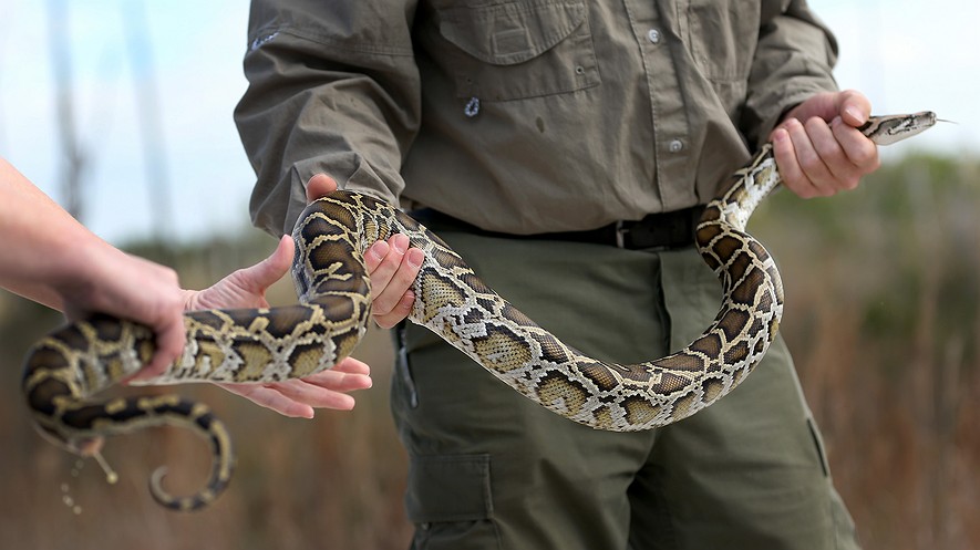 Newsela | Pythons are at the top of the food chain in the Everglades