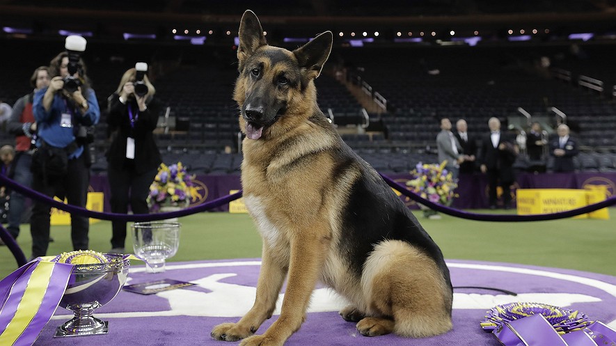 Rumor, una pastora alemana, posa para las fotos después de ganar el Best in Show en la 141a. exposición canina Westminster Kennel Club, el miércoles 15 de febrero 2017, en Nueva York. Foto: Julie Jacobson, AP.
