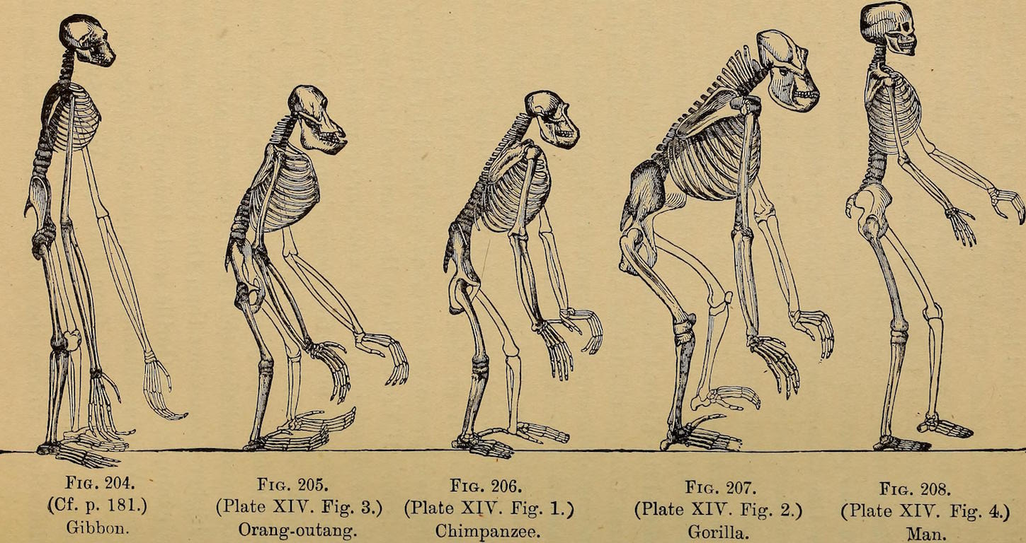 Newsela The Scopes Monkey Trial
