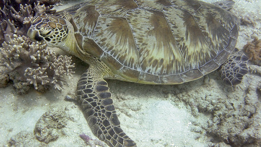 This photo taken on September 22, 2014, shows a turtle resting on coral on the Great Barrier Reef – an international marine icon and vast underwater kingdom boasting some of the rarest animals and plants in the world. Photo by: WILLIAM WEST/AFP/Getty Images