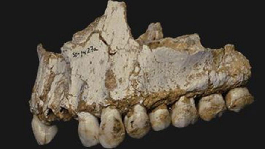 Una muestra de cálculo dental en el último molar (derecha) de la mandíbula superior de este Neandertal perteneciente a la cueva El Sidron en España. Este individuo estaba comiendo chopo, una fuente de aspirina y también vegetación mohosa que contenía un antibiótico natural. Foto: Paleoanthropology Group MNCN-CSIC