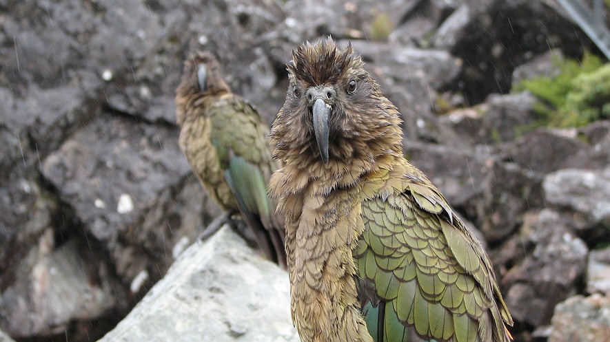GC4T892 PeruGT Birdwatcher's Challenge-Bird Watching (Traditional Cache) in Peru created by Valle de Yanamarca