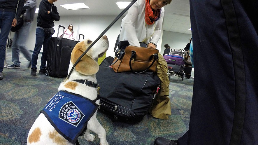 Alberto González, especialista de Aduanas y Protección Fronteriza de los Estados Unidos, y su compañero Baymon, de la unidad K-9, encuentran productos prohibidos de caña de azúcar en una bolsa de lona en el Aeropuerto Internacional de Fort Lauderdale-Hollywood el miércoles 15 de febrero del 2017. Foto por Amy Beth Bennet / Sun Sentinel / TNS.