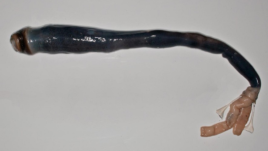 The giant shipworm lives in a shell planted in the mud in shallow bays in the Philippines. It is about the size of a baseball bat. Photo: Marine Science Institute/Marvin Altamia.
