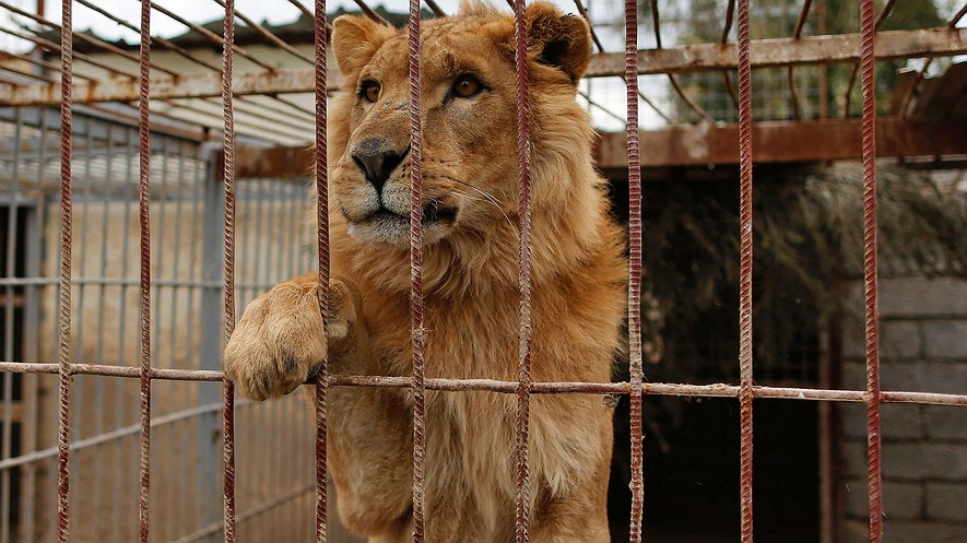 Simba, a lion, is seen in a cage at Muntazah al-Nour zoo in Mosul, Iraq, as the international animal welfare charity Four Paws tries to evacuate the animals left at the zoo on March 28, 2017. Photo: Ahmad Gharabli/AFP/Getty Images