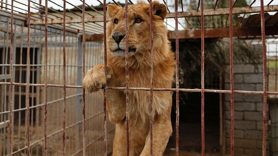 El león Simba en una jaula en el zoológico de Muntazah al-Nour en Mosul, Irak, mientras que la organización benéfica internacional Four Paws trata de evacuar a los animales que quedan en el zoológico el 28 de marzo de 2017. Fotografía: Ahmad Gharabli/AFP/Getty Images