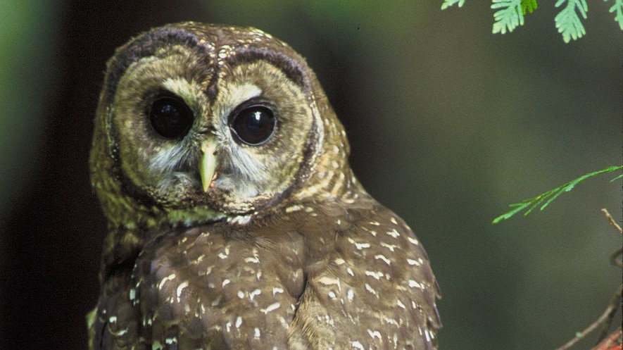 The northern spotted owl lives in forests of the Pacific Northwest. In 2012, the government set aside a huge "critical habitat" area for them, but it is now challenged by a new court decision. Photo by: John and Karen Hollingsworth/USFWS.