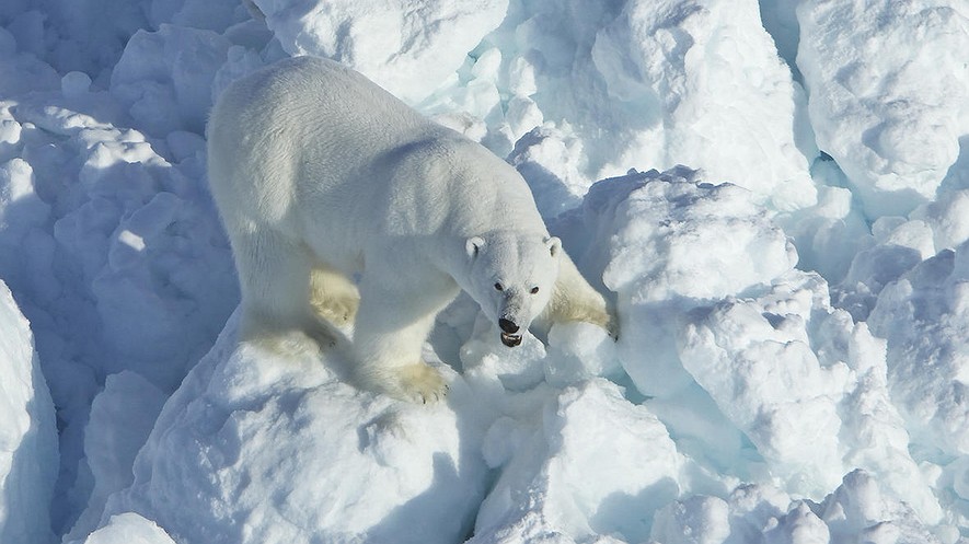 En esta foto del 8 de abril de 2011, proporcionada por el Servicio Geológico de los Estados Unidos, un oso polar camina sobre escombros de hielo en la parte de Alaska del mar de Beaufort meridional. El rápido calentamiento global ha aumentado la velocidad del hielo marino que se deriva de las costas del norte de Alaska y los osos polares están pagando un precio, según un nuevo estudio federal. Foto de: Mike Lockhart / USGS vía AP