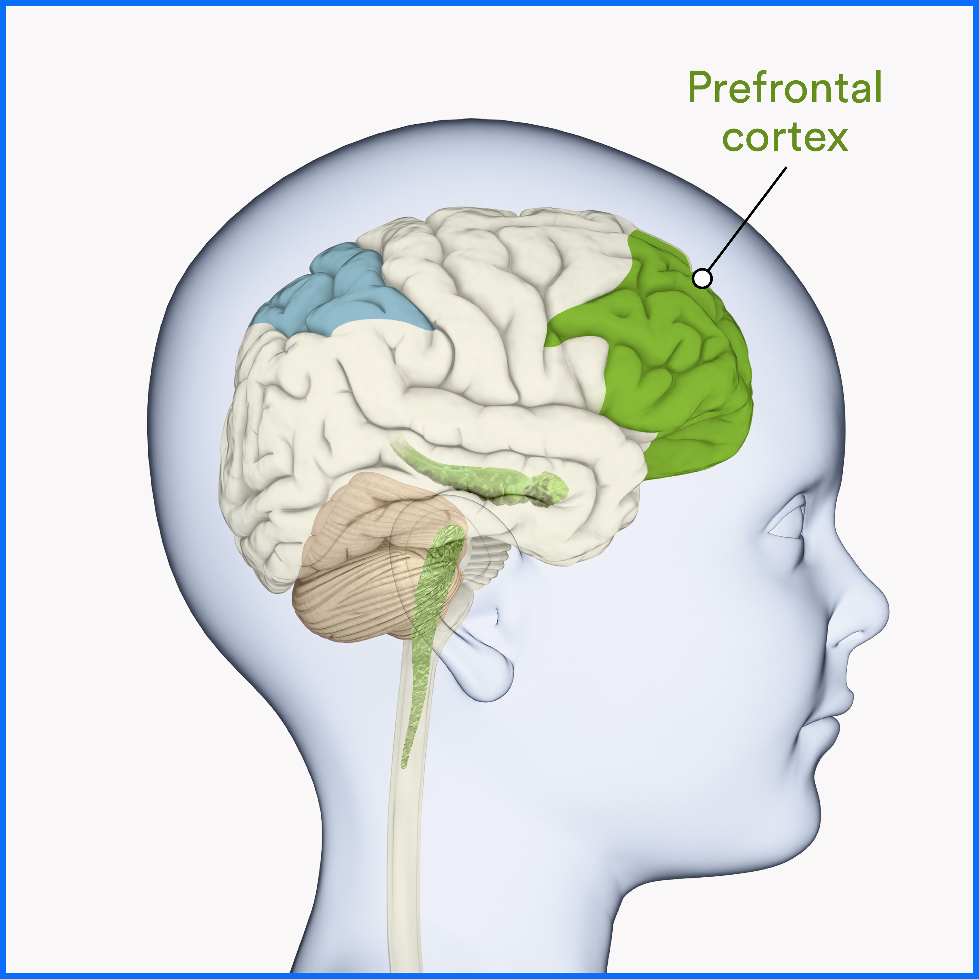 Newsela | Warning! Junk foods can harm a teen’s brain