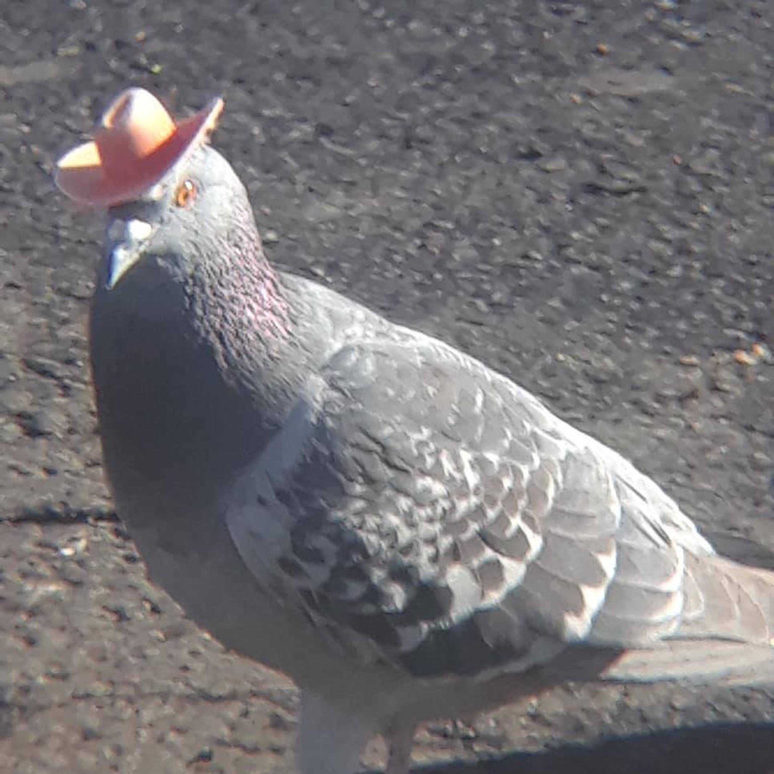 Newsela Someone Is Gluing Cowboy Hats To Pigeons In Las Vegas Newsela Someone Is Gluing Cowboy Hats To Pigeons In Las Vegas