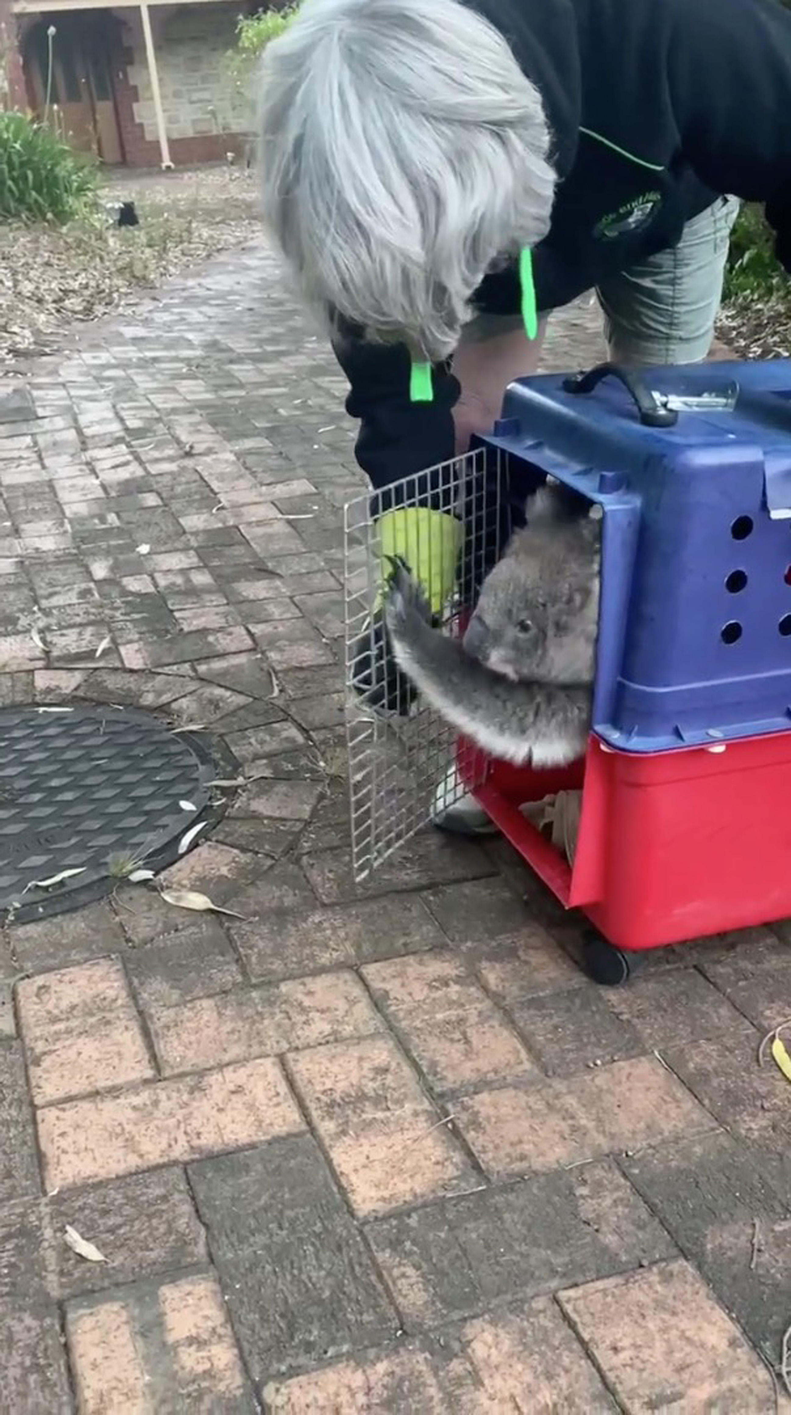 Newsela Family in South Australia find live koala in their Christmas tree