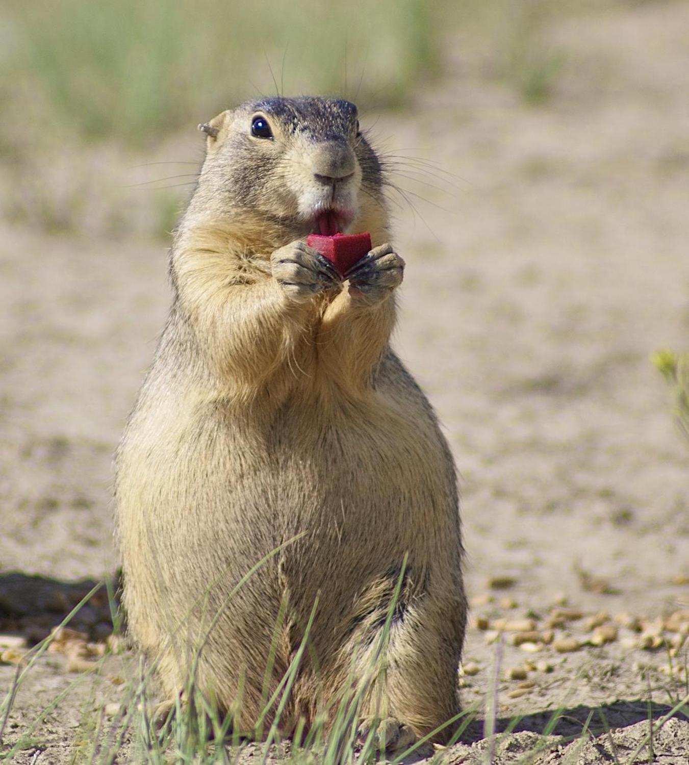 Newsela Not just in history books Plague found in prairie dogs near