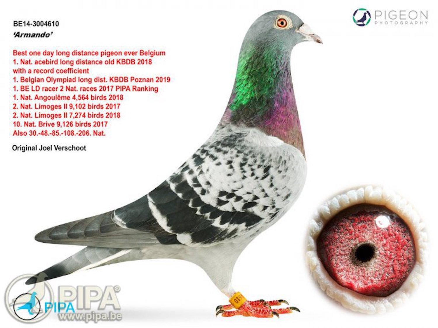Newsela Sold A Pigeon For 1 4 Million