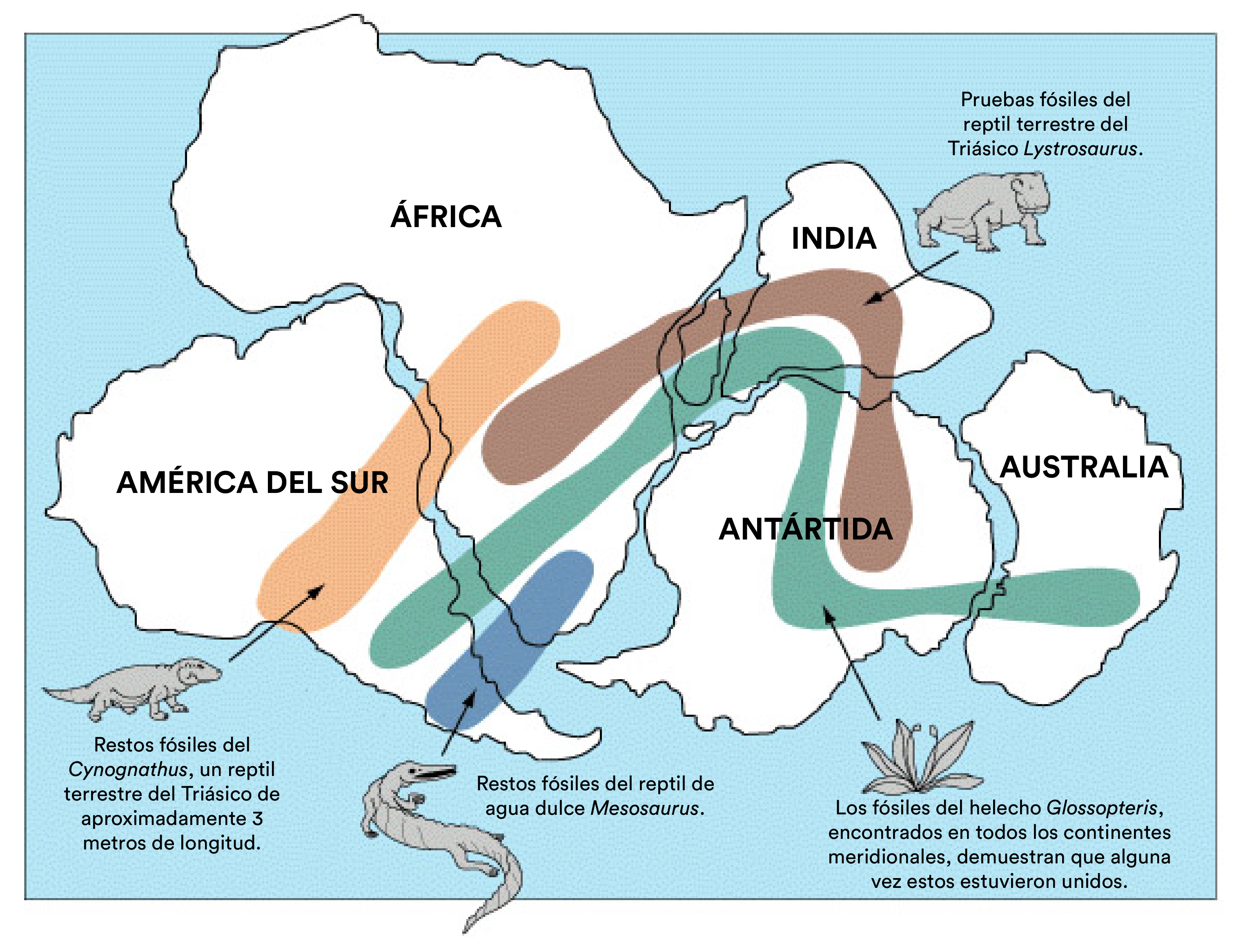 Newsela | Mapa de fósiles de Gondwana