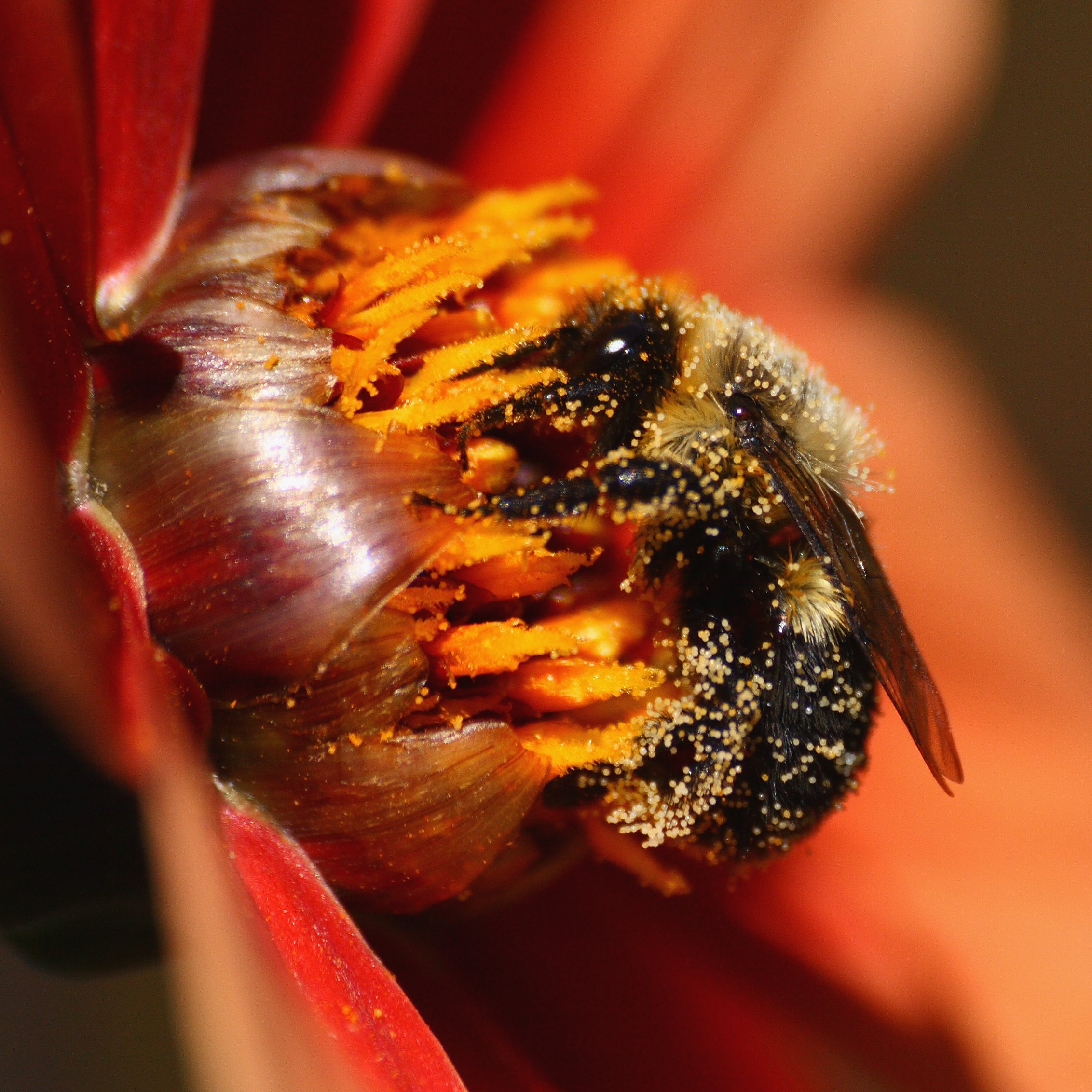 A bee covered in pollen grains on a Dahlia flower, in West Hartford, Connecticut, United States. Photo: Ragesoss/Wikimedia. [click to enlarge]